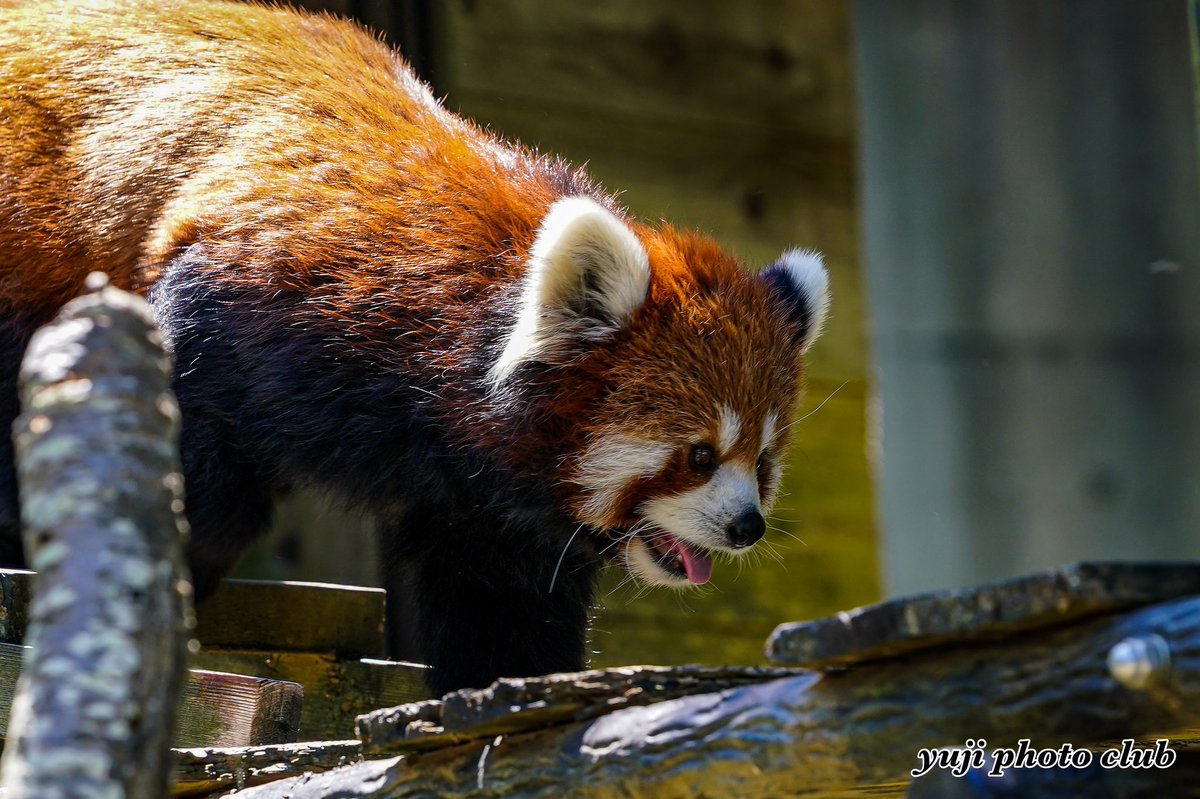 千葉市動物公園 Twitter Search 千葉市動物公園 Twitter Search