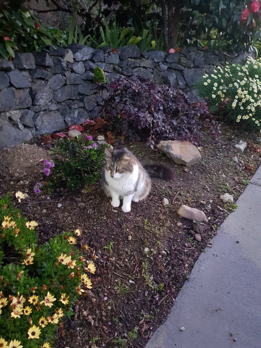 JenniWiggle's tweet photo. Met this friendly one on our Day 2 #lockdownwalk, sitting smugly on a mound of dirt in a verge garden watching the world go by...π
#walkingfromhome #nzlockdown #smugcats https://t.co/S0XNoDr48j