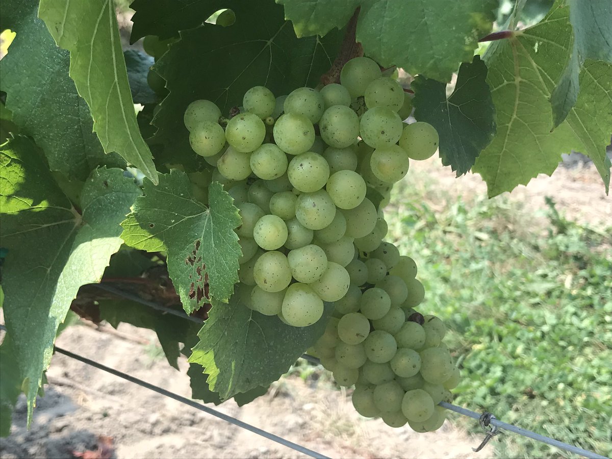 Out today for an afternoon wine tasting at <a href="/KinVineyards/">KIN Vineyards</a>, in the heart of the Ottawa Valley. Shirley was a great host &amp; a great time was had by all!  <a href="/BarbLovesPetra/">Barb Woods</a> <a href="/adewar1968/">Anna-Marie Dewar</a>