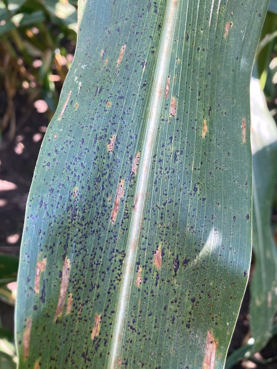 DKAS_NIN's tweet image. We aren’t to the finish line folks! With the crop at dent, we have roughly 30 days until black layer (maturity). This leaves about 20-30% of the yield to still be accumulated in the kernel with disease pressure ramping up. Protect it now with #Delaro! #CornFacts #ChampionsOfYield
