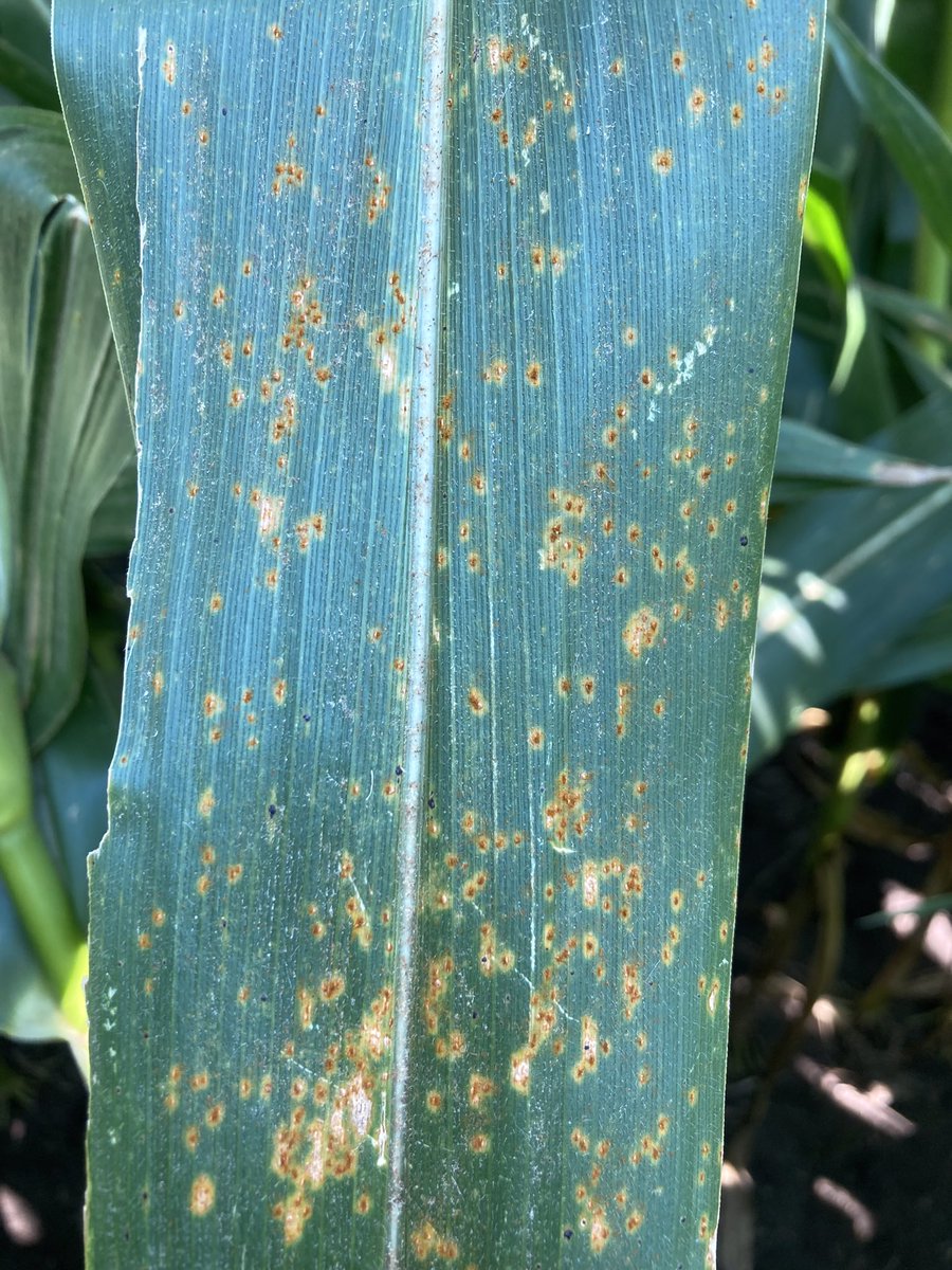 DKAS_NIN's tweet image. We aren’t to the finish line folks! With the crop at dent, we have roughly 30 days until black layer (maturity). This leaves about 20-30% of the yield to still be accumulated in the kernel with disease pressure ramping up. Protect it now with #Delaro! #CornFacts #ChampionsOfYield