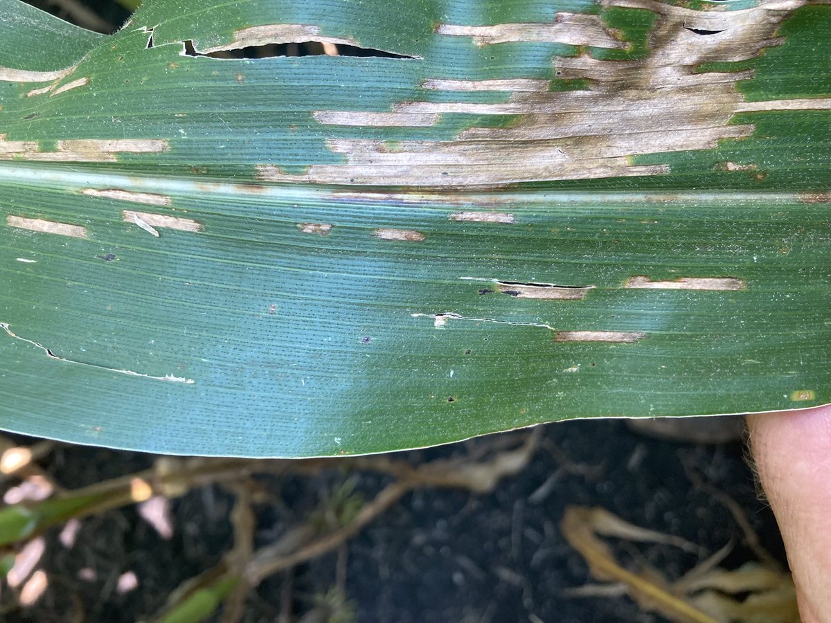 DKAS_NIN's tweet image. We aren’t to the finish line folks! With the crop at dent, we have roughly 30 days until black layer (maturity). This leaves about 20-30% of the yield to still be accumulated in the kernel with disease pressure ramping up. Protect it now with #Delaro! #CornFacts #ChampionsOfYield