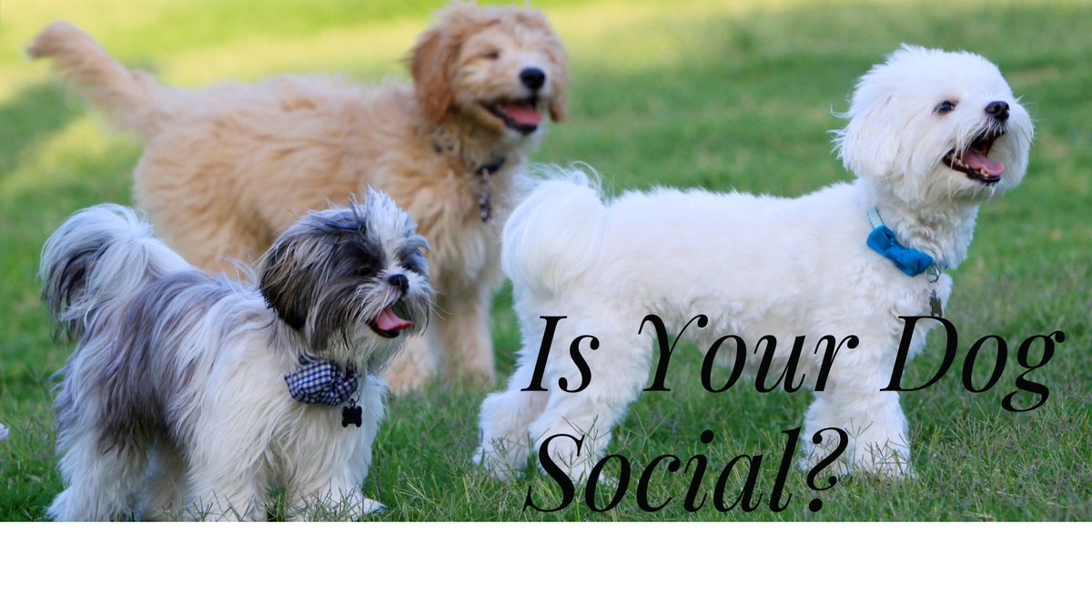 Mohnacky_Vets's tweet image. Dog flu is on the rise nationwide Dogs that visit dog day cares, boarding kennels, dog parks, or attend dog events are more at risk. Fortunately, there is a vaccine for both dog flu strains. We invite you to call us today to learn more or schedule an appointment.