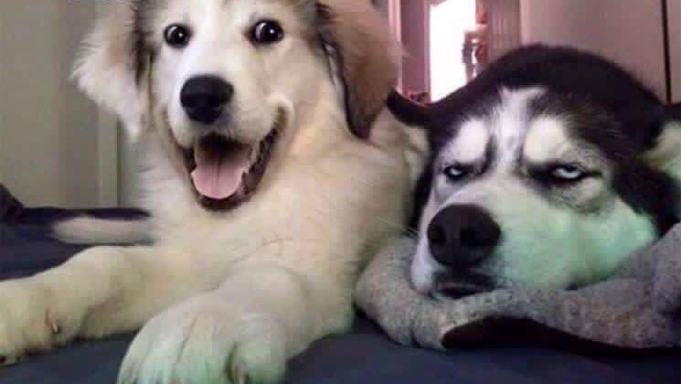 ellelljaytoo's tweet photo. #ICantHelpButGiggleAt the joke. I can’t help but belly-laugh at those faces!! 

#woof #dogtweet #dogsoftwitter https://t.co/DKTN7z9t37