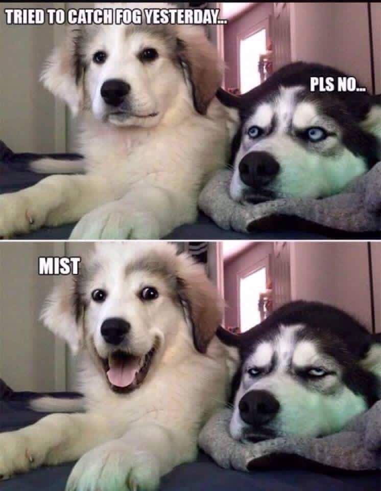 ellelljaytoo's tweet photo. #ICantHelpButGiggleAt the joke. I can’t help but belly-laugh at those faces!! 

#woof #dogtweet #dogsoftwitter https://t.co/DKTN7z9t37