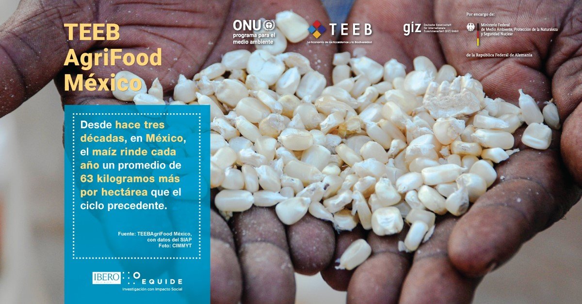 equide_ibero's tweet photo. 🔷 En México 🇲🇽, no hay evidencia clara de que los subsidios federales tengan un efecto en el rendimiento del maíz.🌽
Otros factores, quizás, han hecho posible aumentos significativos en zonas irrigadas tanto como de temporal. ☔
#ResultadosTEEBAgriFood #TEEBMexico https://t.co/kDqgulMd9U