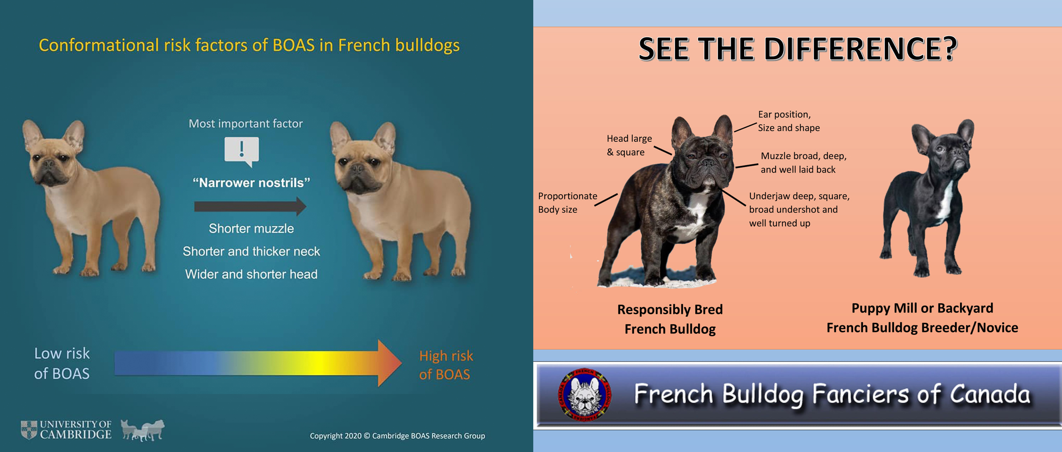 Boas in french bulldogs sales