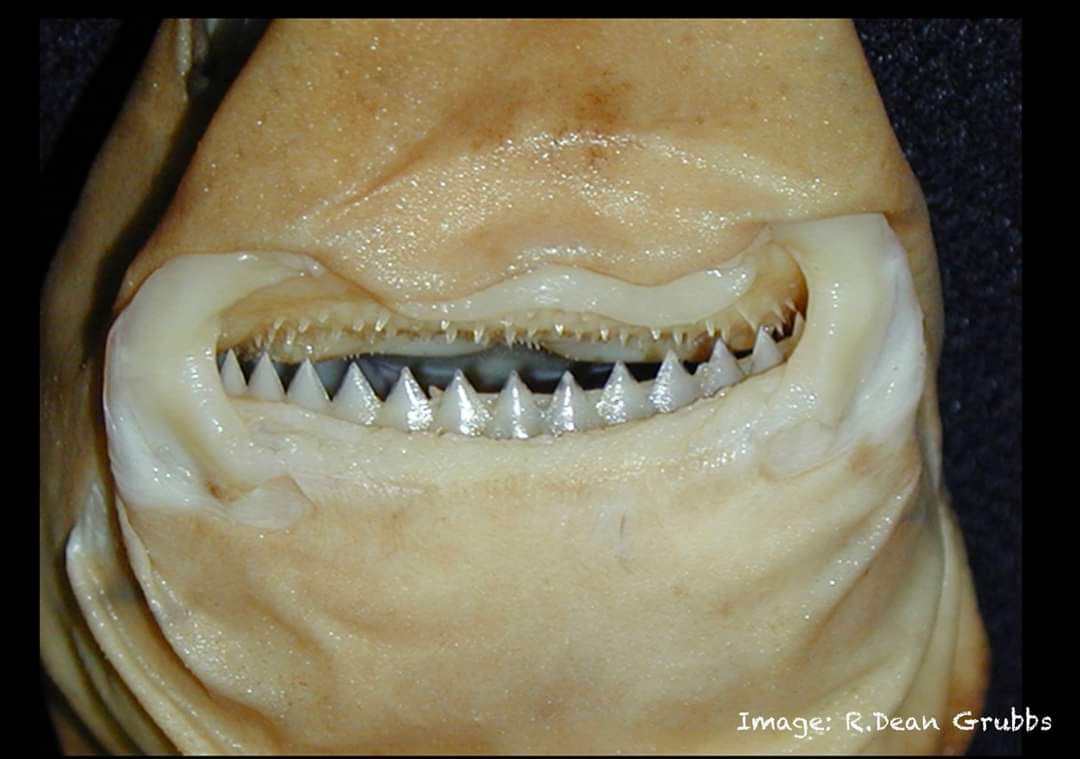 Shark Education on Twitter: "Cookiecutter sharks EAT THEIR OWN TEETH
