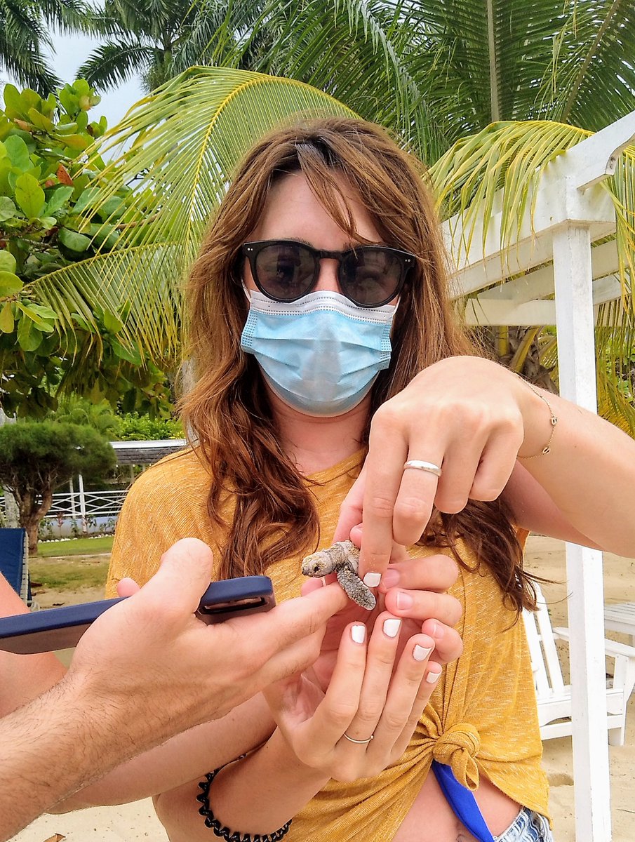JamaicaInnHotel's tweet photo. Book to stay at the #JamaicaInn, to share in this amazing experience. #saferelease #Hawksbillturtles #turtlelove🐢💚🐢  #459andmoretocome https://t.co/NuVnZU6hyI