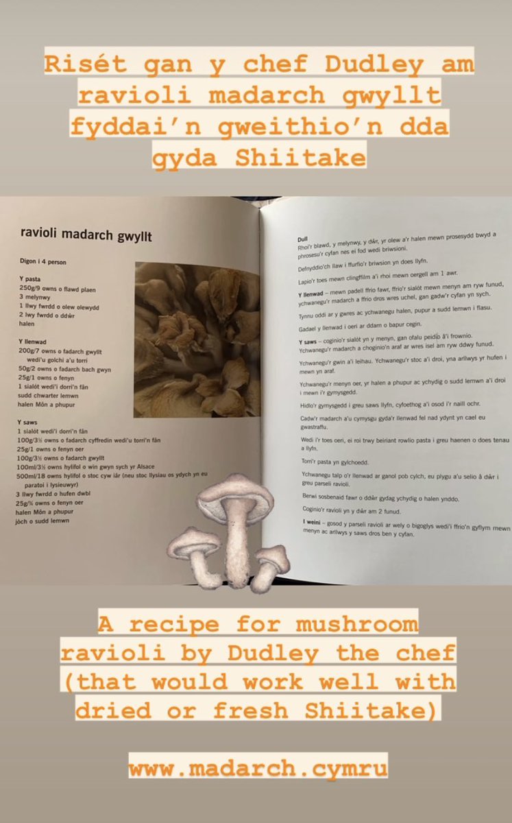 Madarch Cymru (@yrardd) on Twitter photo 🧑🏻🍳Risét ravioli madarch gwyllt gan y chef Dudley o’i lyfr ‘Prydau i Blesio Pawb’
🧑🏻🍳 A recipe for wild mushroom ravioli that would work equally well with Shiitake
#madarch #mushrooms #ItalianCooking #Ravioli <a href="/S4C/">S4C 🏴</a> <a href="/yrawrgymraeg/">#yagym🏴Yr Awr Gymraeg</a> 🧑🏻🍳Risét ravioli madarch gwyllt gan y chef Dudley o’i lyfr ‘Prydau i Blesio Pawb’
🧑🏻🍳 A recipe for wild mushroom ravioli that would work equally well with Shiitake
#madarch #mushrooms #ItalianCooking #Ravioli <a href="/S4C/">S4C 🏴</a> <a href="/yrawrgymraeg/">#yagym🏴Yr Awr Gymraeg</a>