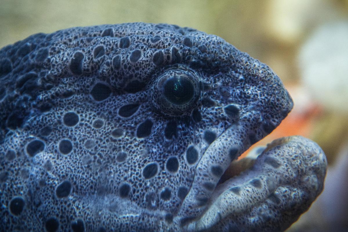 MontereyAq's tweet photo. And howl you doing, wolf eel? https://t.co/xMT0dpZsek
