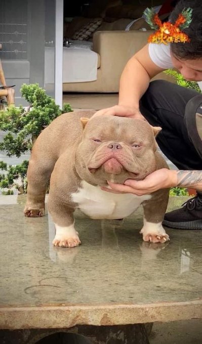 This is a ground type bulbasaur. 🥔 https://t.co/MaB63gyTmt<a href="/tag/showyourrange"class="tags"><span>#showyourrange</span></a>