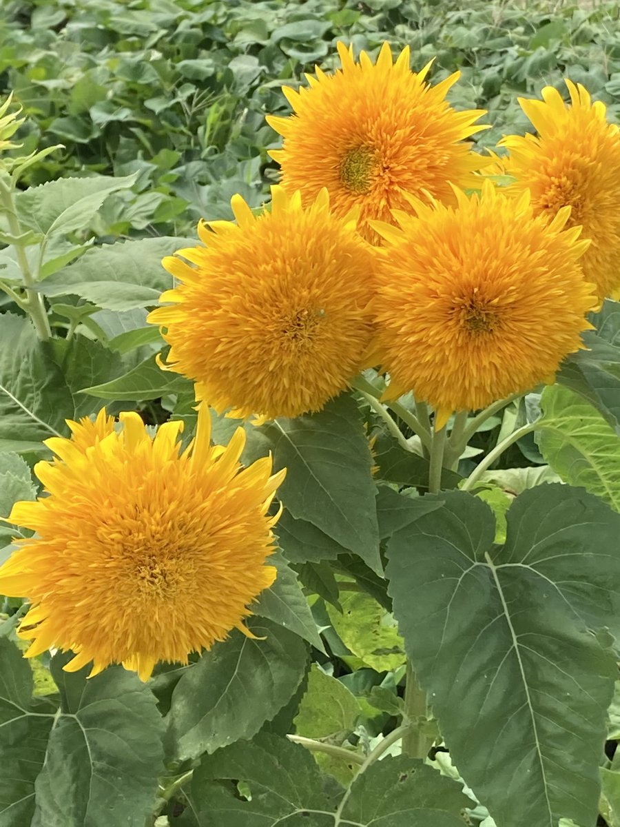 小島武 今日の 東北八重ひまわり 花 今日の花 東北八重ひまわり 小島武 今日の 東北八重ひまわり 花 今日の花 東北八重ひまわり