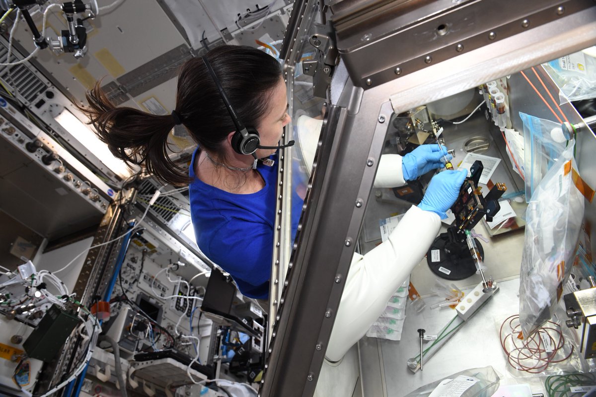 Microgravity speeds up bone and muscle loss, allowing us to study such conditions faster in space than on Earth. I’m working on the Cardinal Muscle experiment, which could pave the way for quicker testing of muscle loss treatments!   go.nasa.gov/3slv3Jq