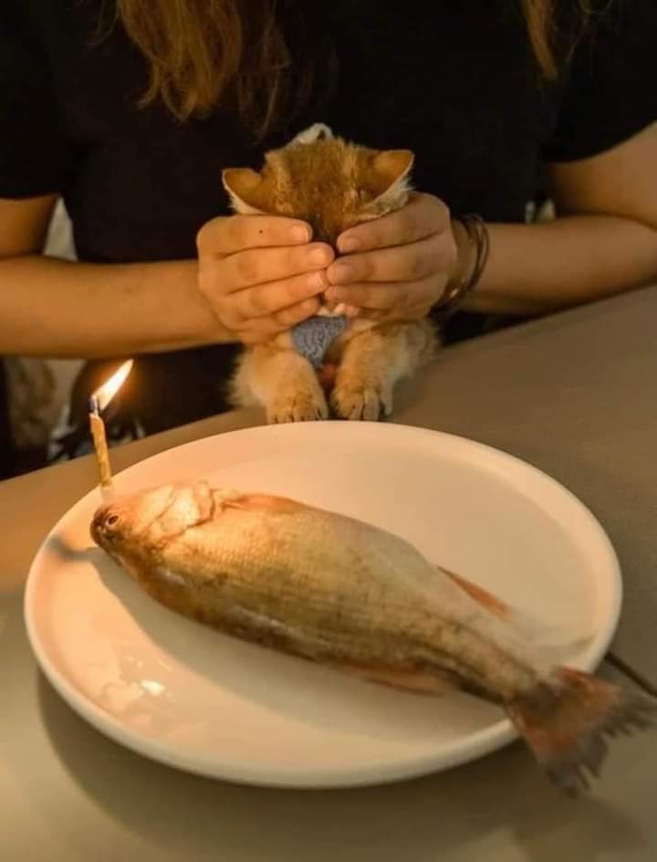 melting_foxtato's tweet photo. Сюрприз! https://t.co/sYeU2Kpd7B