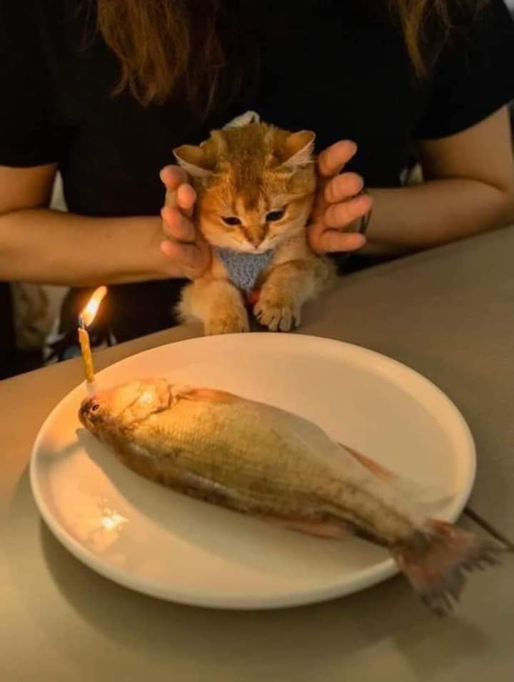 melting_foxtato's tweet photo. Сюрприз! https://t.co/sYeU2Kpd7B