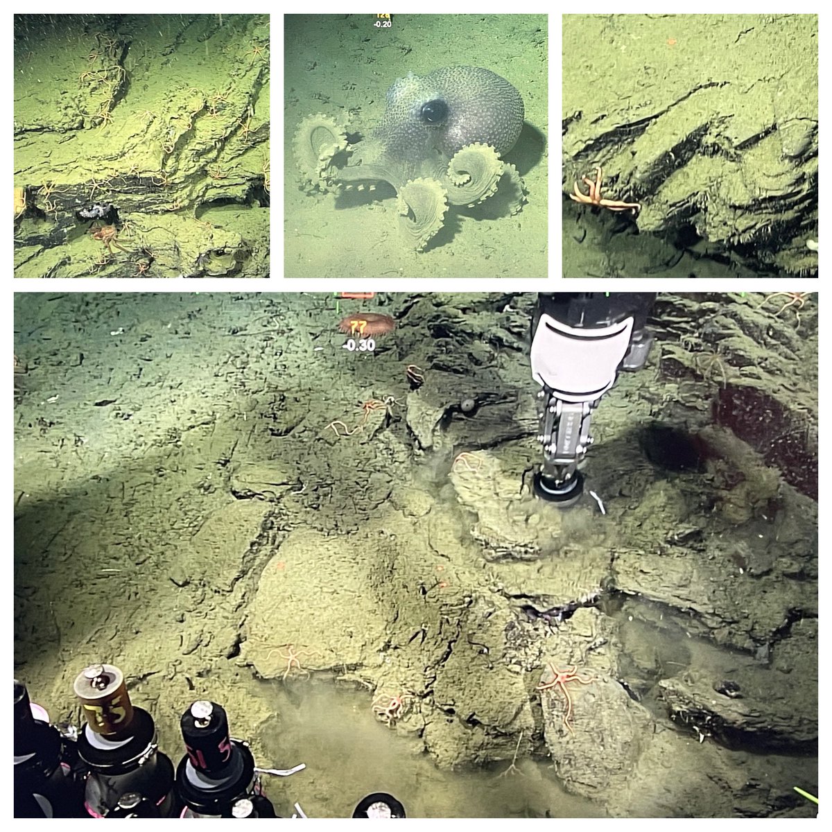 The remotely operated vehicle is used to collect sediment samples and lets scientists observe some of the marine life at the bottom of the ocean, including octopuses and sea stars. Photos courtesy of © MBARI 2021