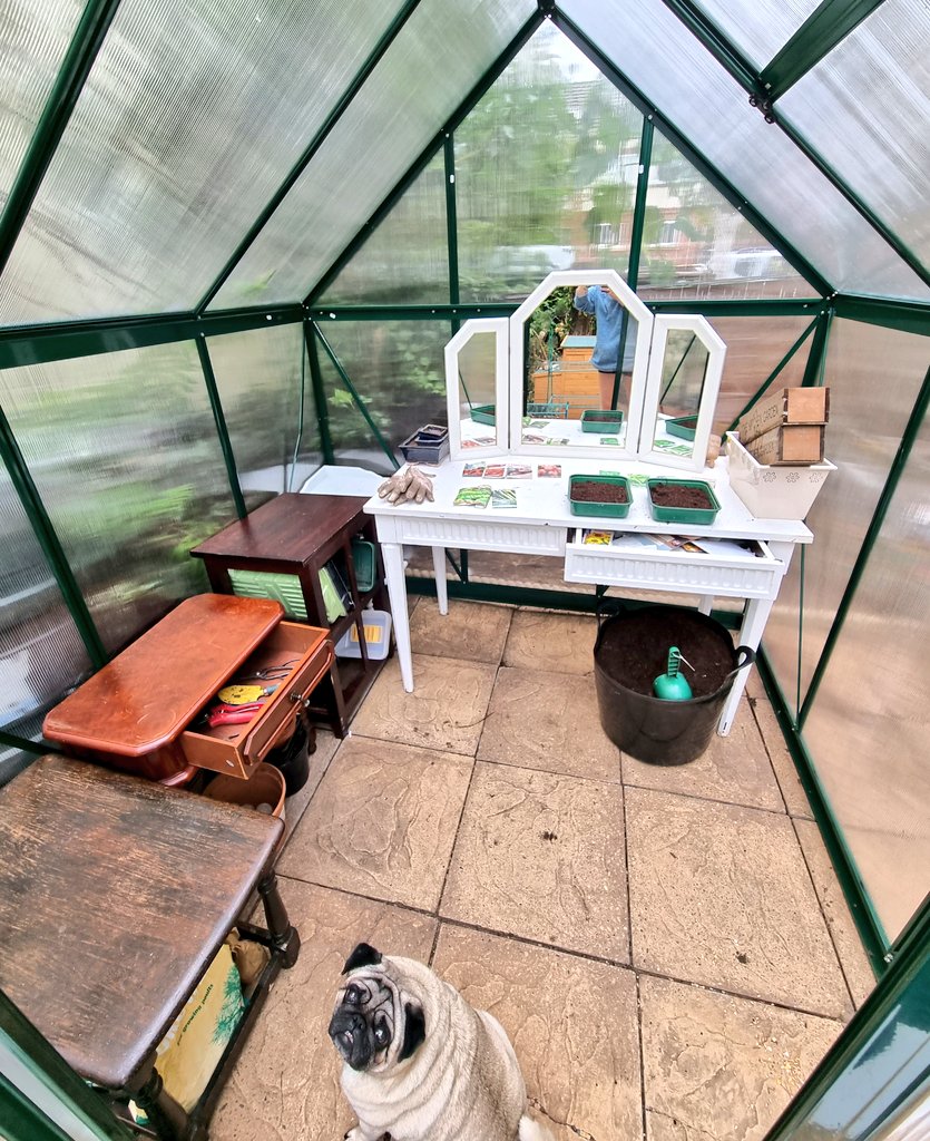 I needed shelving for the greenhouse. For £50 I had the option of picking up this single, small step from B&Q, or this rather lovely setup from @SlateLeeds Albus approves 🥔