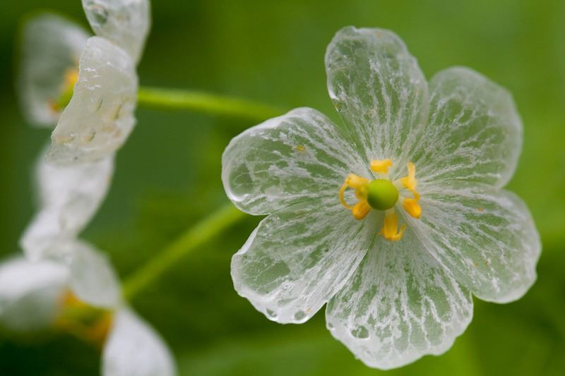 lavieestbelIe's tweet photo. The “skeleton flower” turns from white to translucent when exposed to water https://t.co/BjM77zf4gl