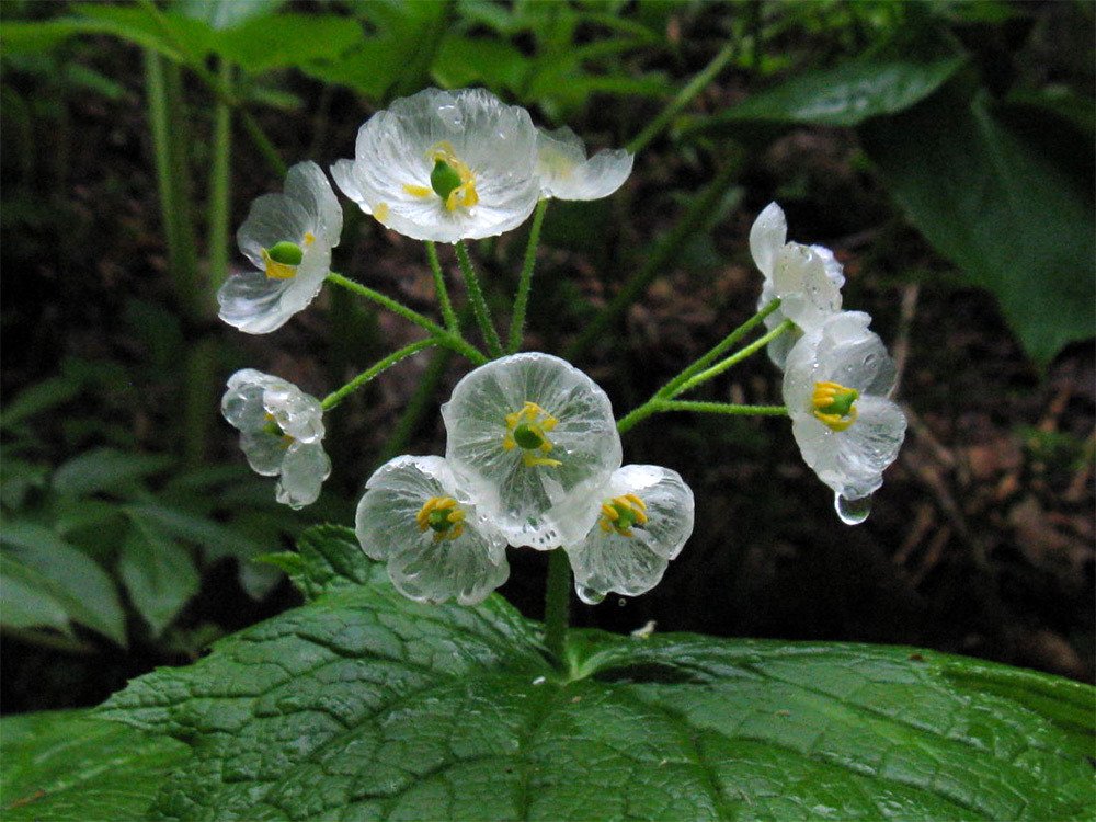 lavieestbelIe's tweet photo. The “skeleton flower” turns from white to translucent when exposed to water https://t.co/BjM77zf4gl