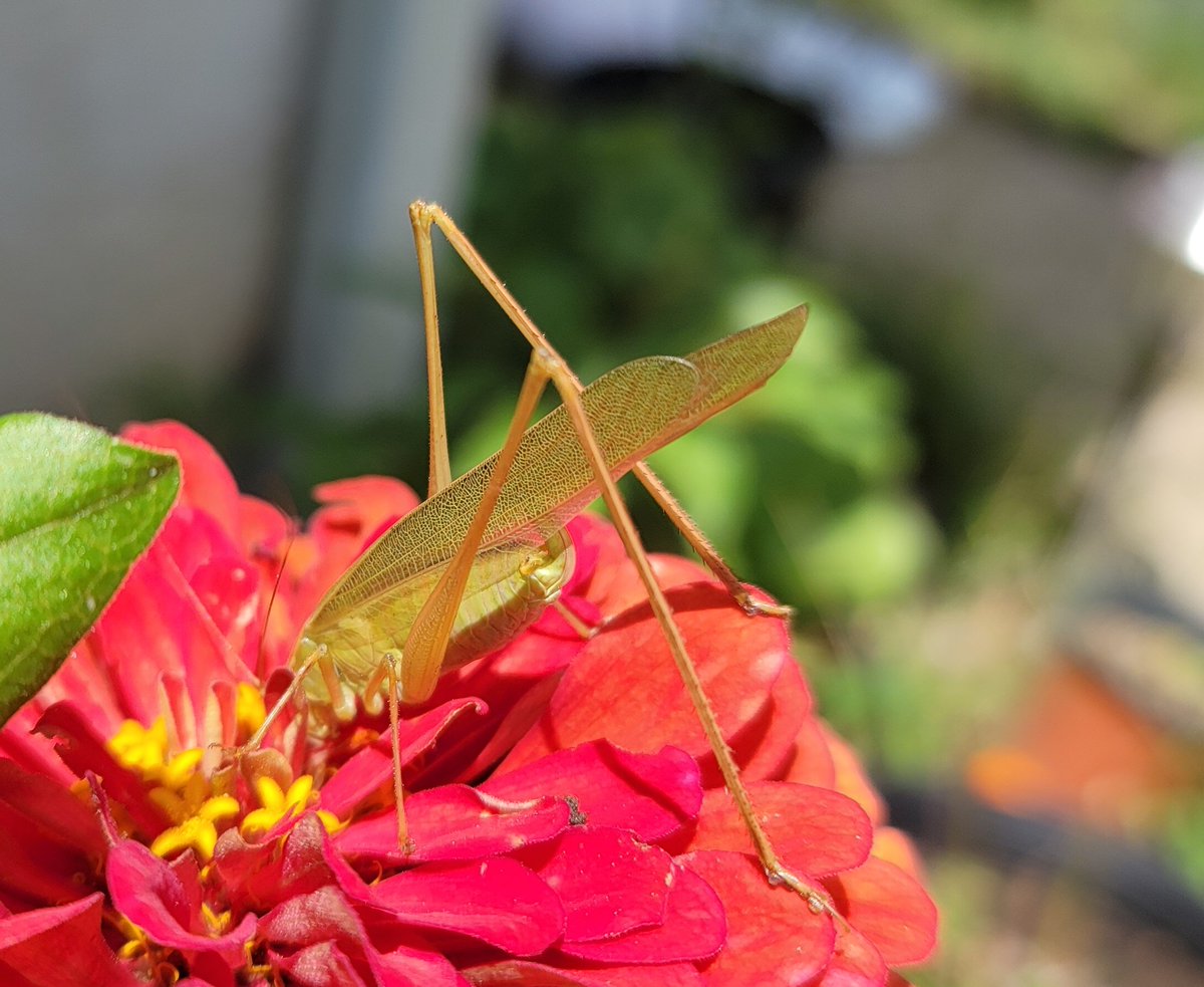 saunieindiego's tweet photo. Tried to catch it in a cup, but it got out and flew up in the tree🤬
#Phaneroptera
#organic #gardening https://t.co/H7meqXA8hp