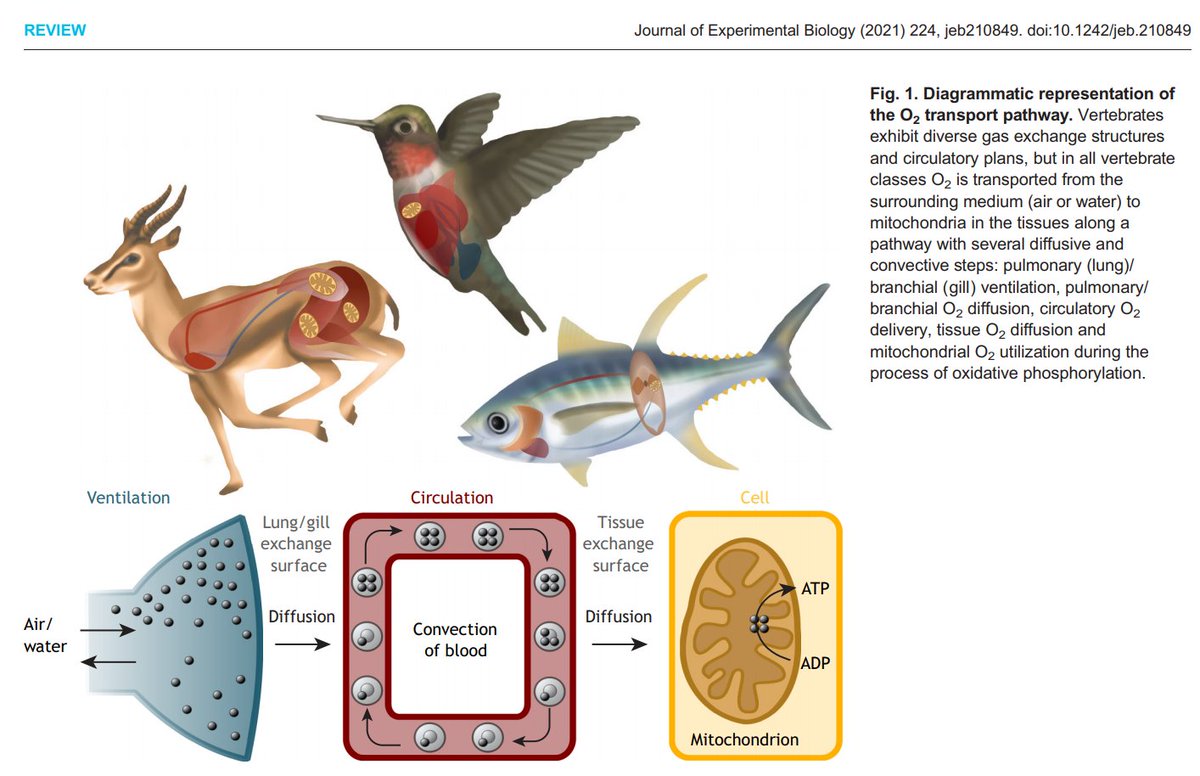 #NewPaperAlert: Initial Sketch vs. Published Figure! 

Many thanks to my MSc supervisor, Graham Scott for supporting my science adventures...wrangling pipettes and paintbrushes!! 👩🏻‍🔬🎨

#sciart #scicomm