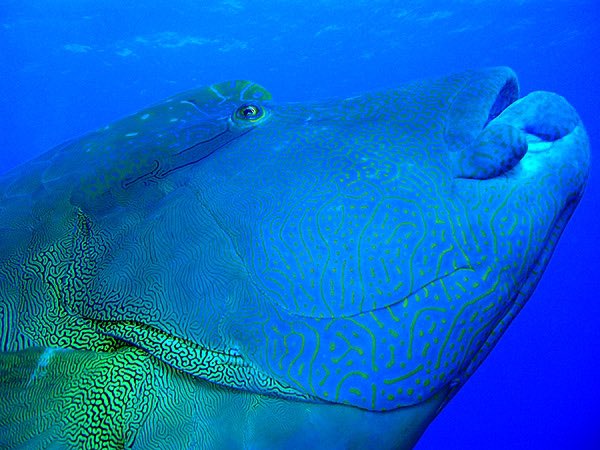 RedSeaReeforg's tweet photo. Take a look at some of the wrasses found in the Red Sea! Wrasses belong to the large marine fish family of #Labridae, which includes over 500 diverse and colorful wrasse species worldwide. Wrasses tend to hang around coral reefs, where their main sources of food are found. https://t.co/OSmsF9eVSV