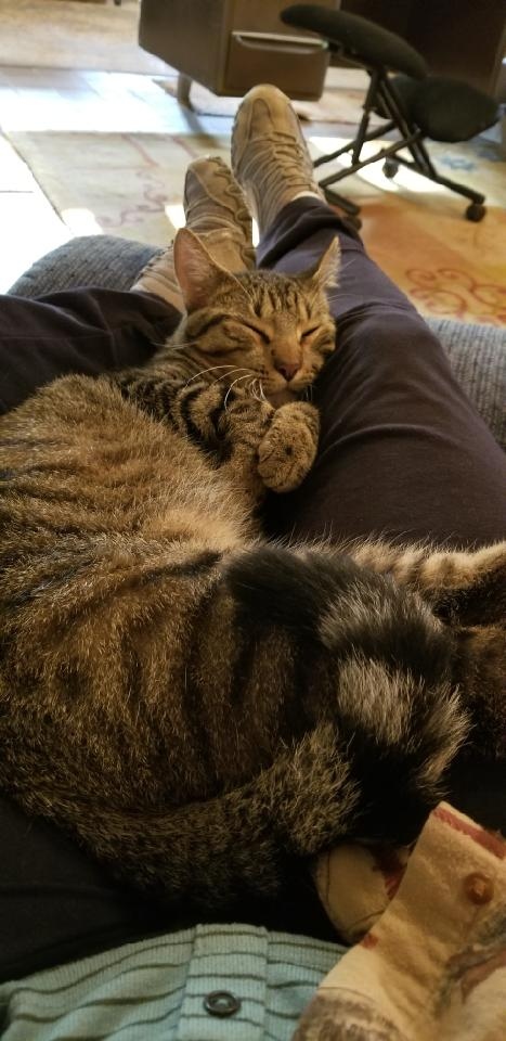 DebraEngle2's tweet photo. My cat, Bubble, taking an afternoon nap in my office.
#catnap #debraengle #sleepytime https://t.co/UPvpQ0PxN5