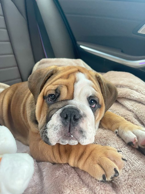 Brought home a giant wrinkle today help me name him 🐶 https://t.co/YX5TAtyhxB