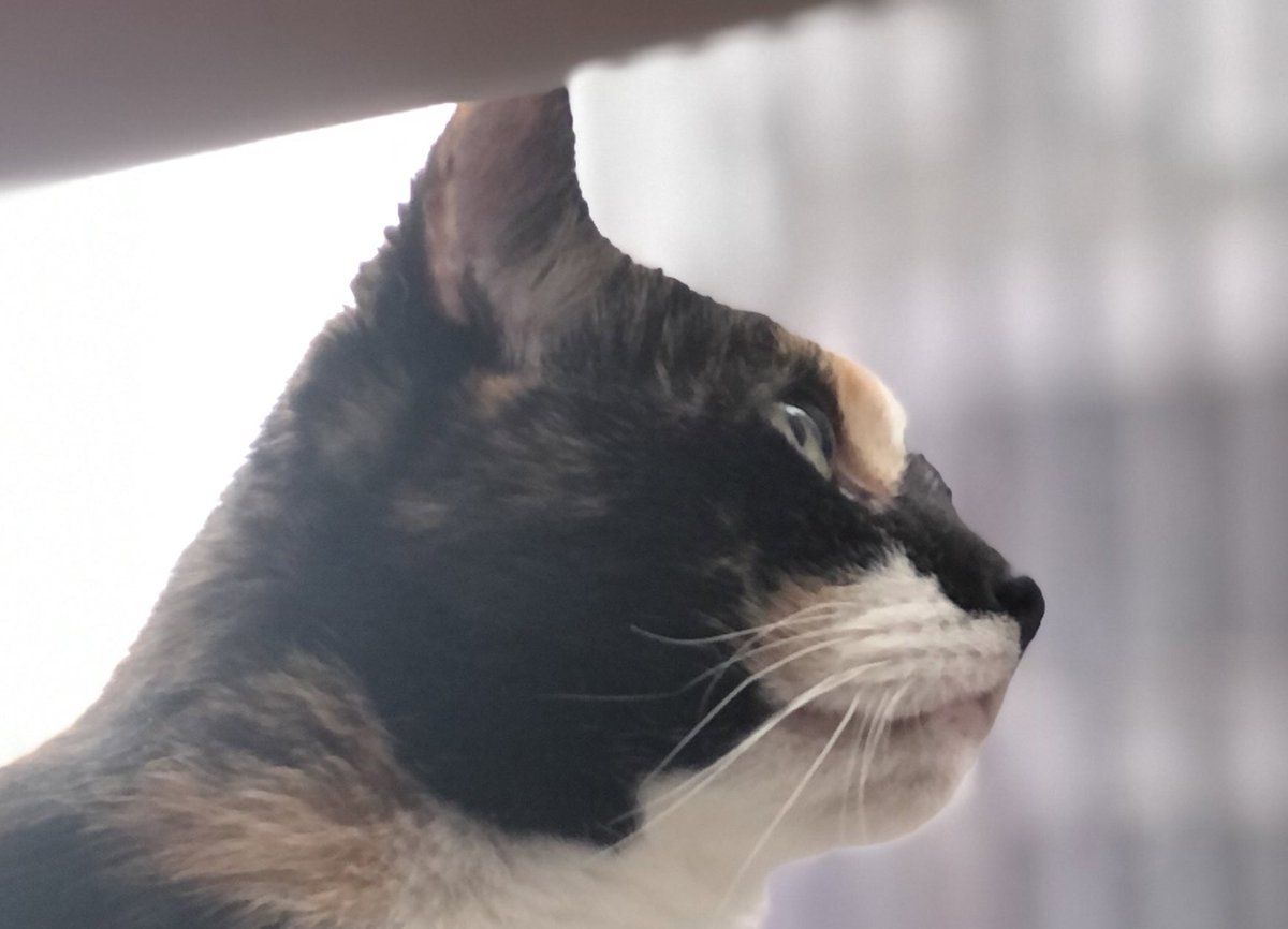 CallieC96227271's tweet photo. #Hedgewatch in the City (Does this mean I can join the club?) ๐ป
#HighRiseHunting ๐#ChasingPigeons ๐ฆ
#CatsOfTwitter #cats #CalicoCrew https://t.co/3BEl7V2uSu