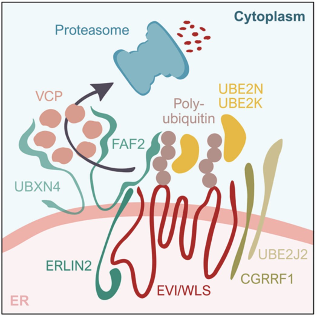 Michael Boutros (@michael_boutros) on Twitter photo First person interview with Lucie Wolf <a href="/_LuWo/">Lucie Wolf</a> on her recent publication describing how the #Wnt export factor Evi/Wls is regulated by #ubiquitin.
Interview:
journals.biologists.com/jcs/article/13…
Original Paper:
journals.biologists.com/jcs/article/13…
@sfb1324 <a href="/UniHeidelberg/">Uni Heidelberg</a> <a href="/DKFZ/">DKFZ</a> <a href="/J_Cell_Sci/">J Cell Science</a> First person interview with Lucie Wolf <a href="/_LuWo/">Lucie Wolf</a> on her recent publication describing how the #Wnt export factor Evi/Wls is regulated by #ubiquitin.
Interview:
journals.biologists.com/jcs/article/13…
Original Paper:
journals.biologists.com/jcs/article/13…
@sfb1324 <a href="/UniHeidelberg/">Uni Heidelberg</a> <a href="/DKFZ/">DKFZ</a> <a href="/J_Cell_Sci/">J Cell Science</a>