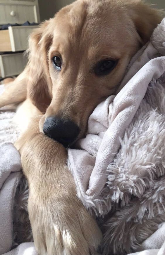rvnpetnanny's tweet photo. Pet of the day! 💛 #potd #petoftheday #thevetnursepetnanny #homevisits #dogs #cats #newpet #behaviour #nutrition #dietaryadvice #weightmatters #puppies #orthopaedics #postoprehabilitation #postopchecks #seniorpets #arthritismanagement #rvn #GoldenRetriever #petsoftwitter https://t.co/5mnMw0zIII