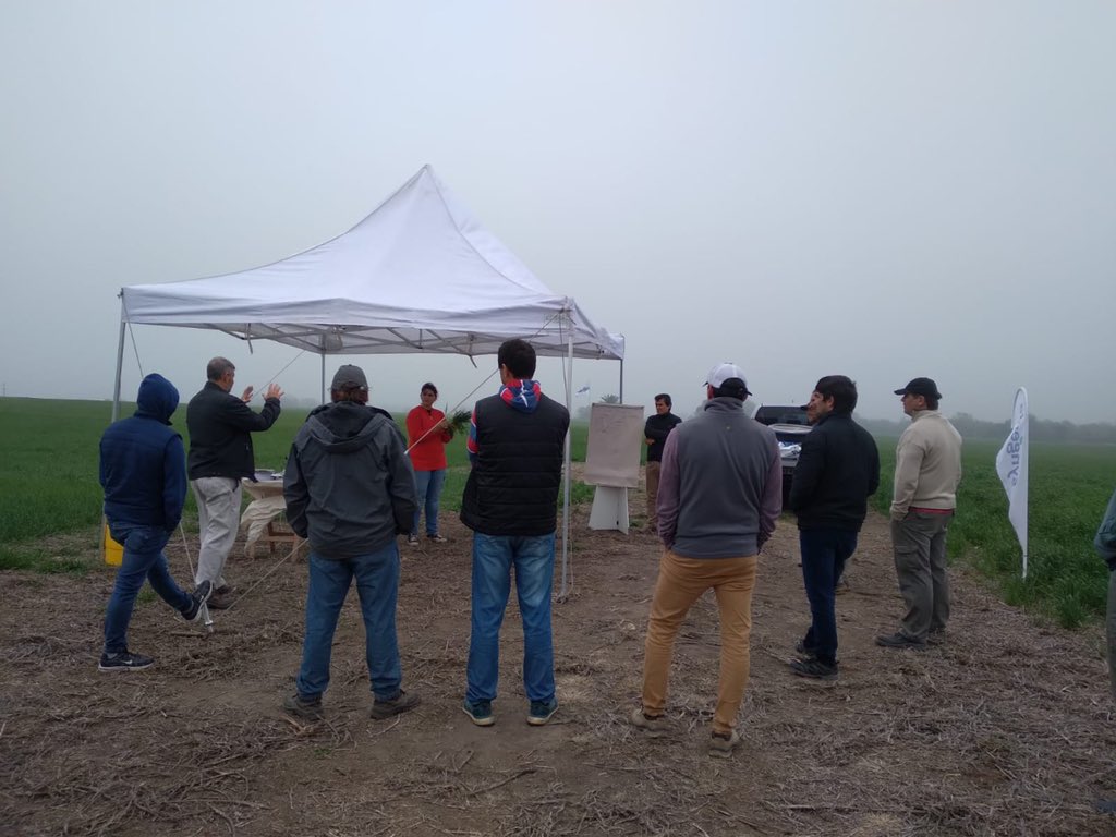 Syngenta_ar's tweet photo. ➡️Nos acompañaron Florencia Magliano, de Sillón &amp; Asociados, el equipo de técnicos de @INSER_SA, y técnicos y productores de la zona. https://t.co/r9sRusr67P