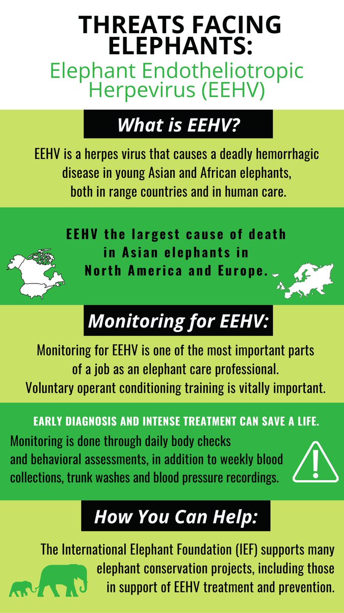 zoos_aquariums's tweet photo. Elephant endotheliotropic herpesvirus (EEHV) often effects Asian #elephants between the ages of one-to-eight &amp; is the leading cause of death in Asian elephants in North America &amp; Europe. Read more from AZA SAFE Asian elephant in Connect: https://t.co/Wm5tj4hcSF #KeepThemSAFE https://t.co/Zvc0zDtUpv