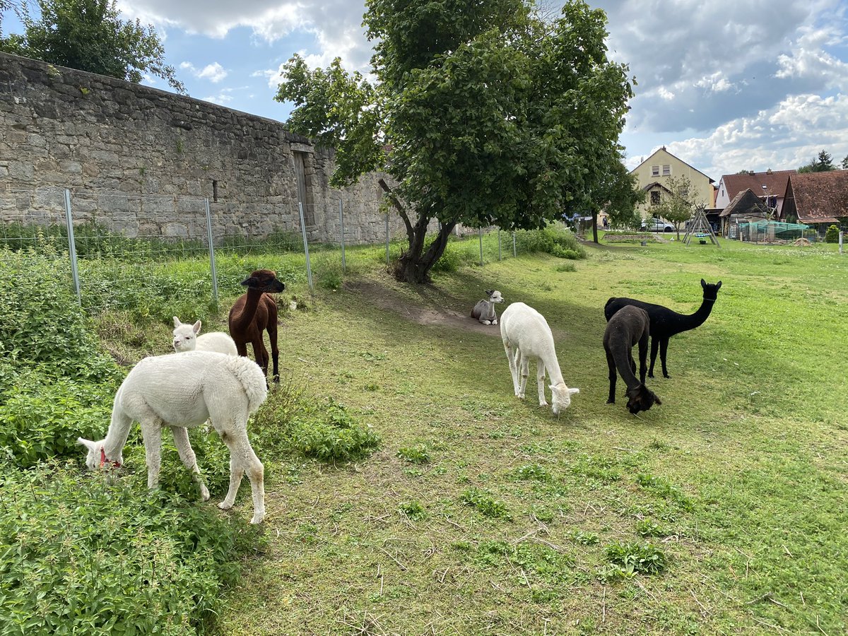 Im at a really cute weeding today 🦙 they had alpacas and bubbles 10/10 https://t.co/MvshK9sJld