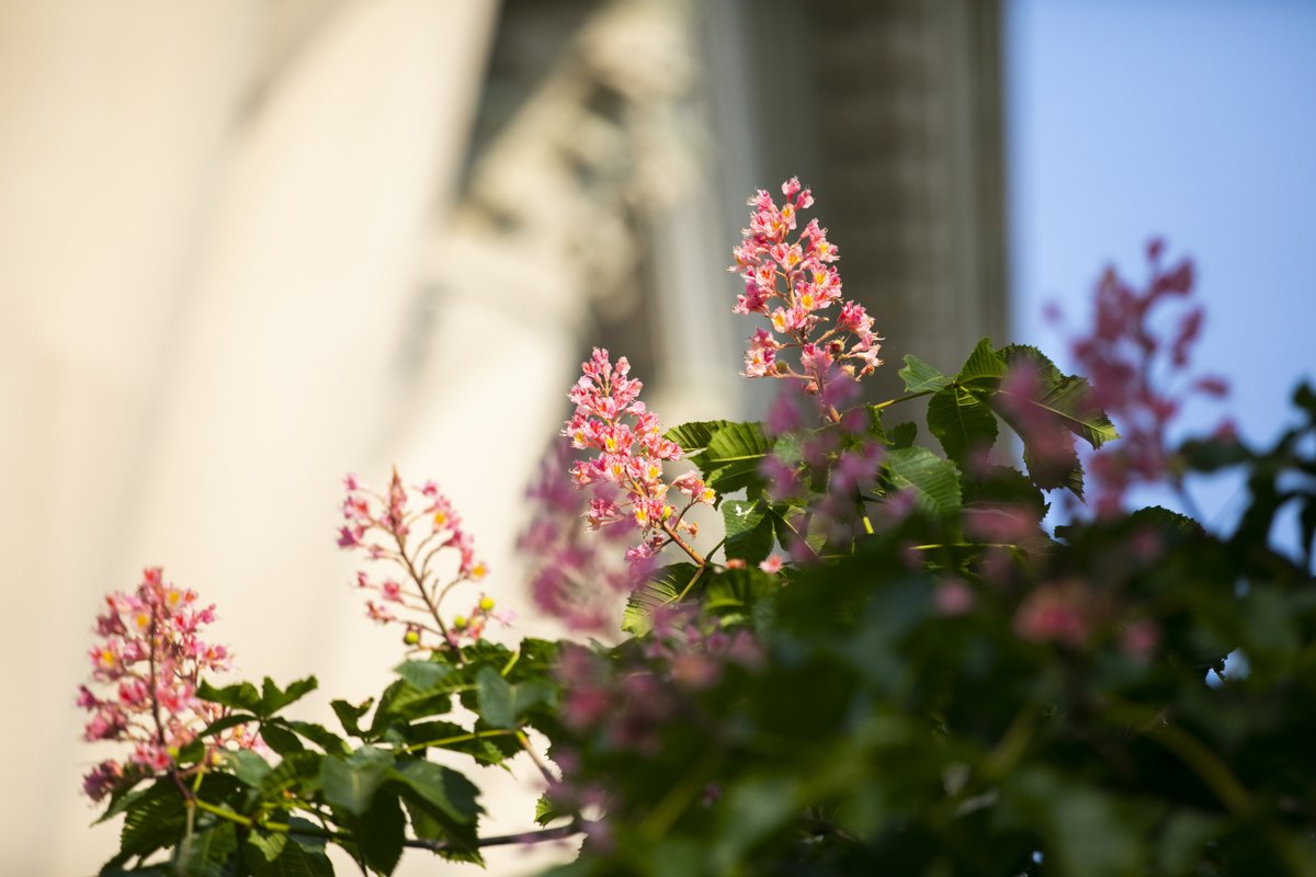 Harvard tweet picture