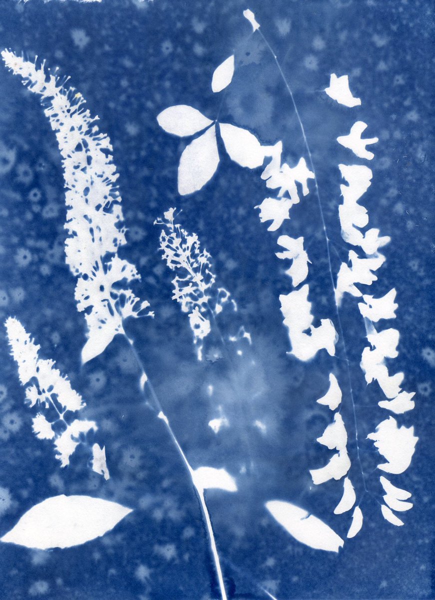 jillsett's tweet photo. More wet cyanotypes that I did this week - buddlea, laburnum and montbresia
#sunprints #cyanotypes #thephotohour #leeds #cameralessphotography #flowers #summer #art https://t.co/QxrxLTCCnV