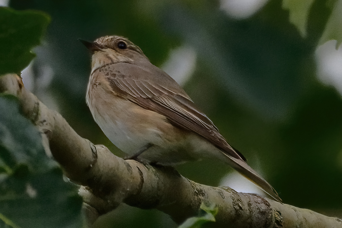 Nice to see the Flycatchers back at  the @E17Wetlands 
Now, where are the pieds...
#LondonBirds #birdwatching #wildlifephotography