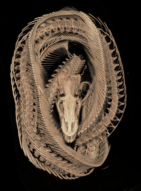 Karly_Cohen's tweet photo. CT scanning Moray eels today! A species of fish infamous for their extendable pharyngeal jaws and many, many vertebrae. 

@ Andrew J Clark https://t.co/JbXUEwwTfq