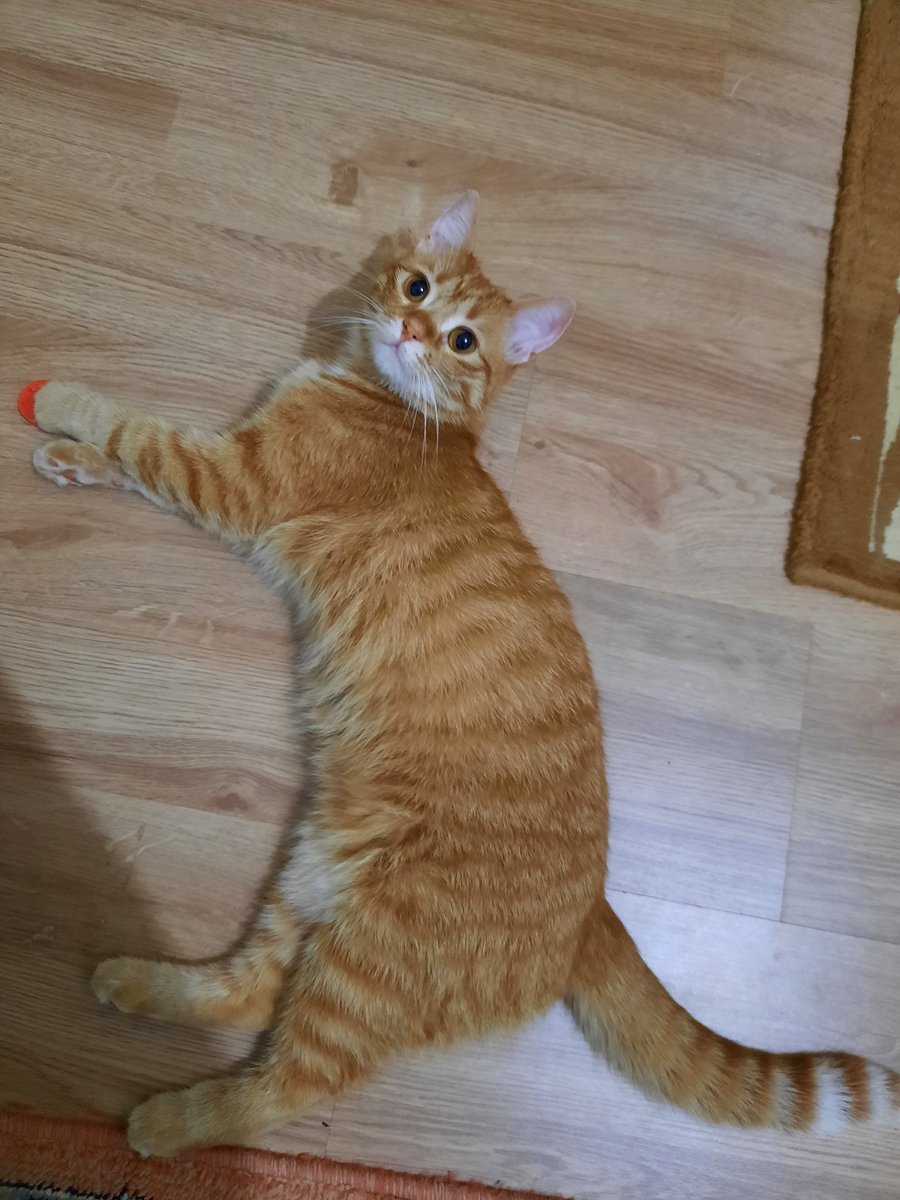 fidliğimi yorumluoruz✍🏻