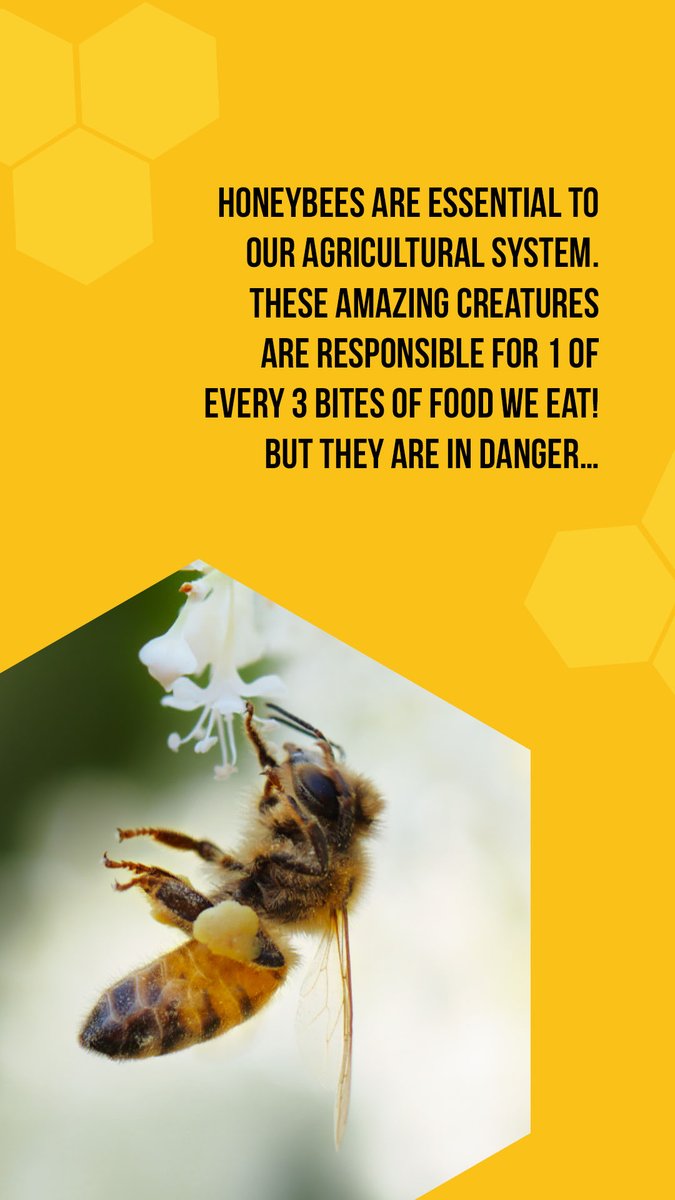 1091pictures's tweet photo. Happy #NationalHoneybeeDay ๐ Celebrate with our buzz-worthy, award-winning documentary #ThePollinators. https://t.co/NChtfHy0r0 https://t.co/BvIUs9iGPF