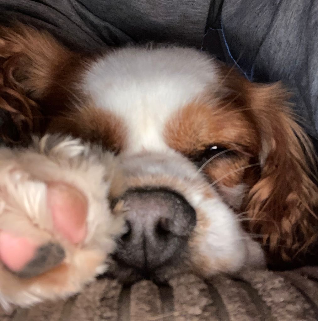 Goodnight Fwends! Woof yous and will check in tomorrows 😴❤️