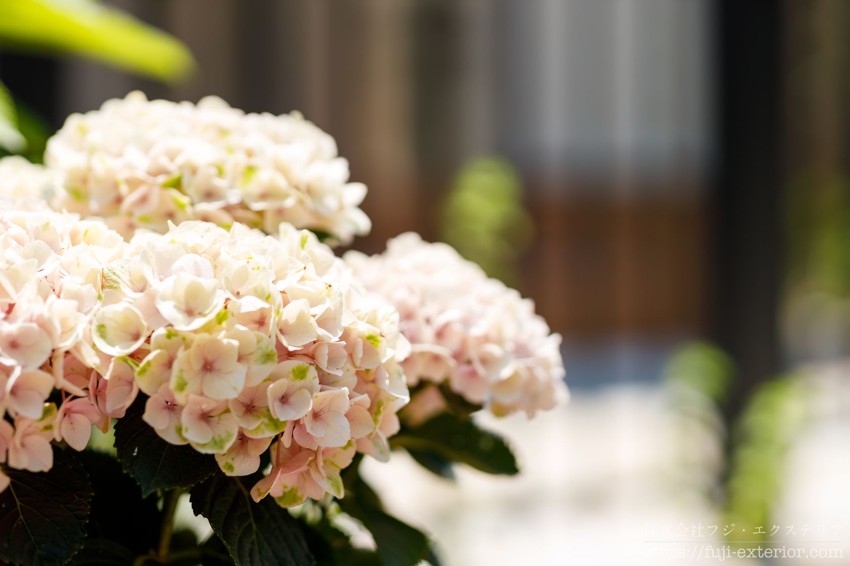 株式会社フジ エクステリア 今年は雨の夏 このアジサイはコットンキャンディー 白からピンクに色が変わり 秋頃には アンティークカラーになる新品種 夏が早く終わって寂しい時は夏の花を見よう 紫陽花 コットンキャンディー アジサイ ガーデニング