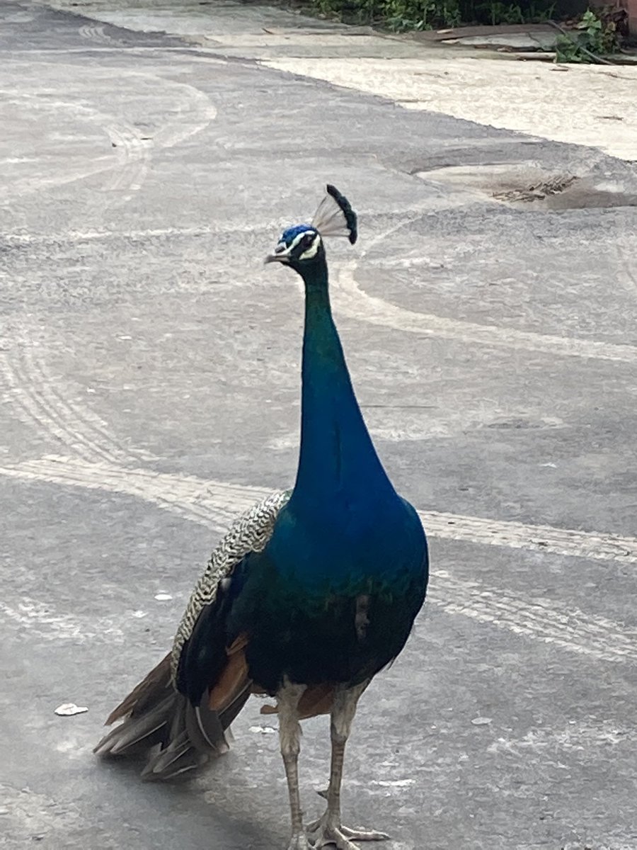 rksingh97263's tweet image. Real gentleness in a person is a great power. The power that sees, understands, but never interferes. Like the branch of the tree, just touching the earth but never taking root in it. Never to take root in someone else’s mind but to help, that’s gentleness.