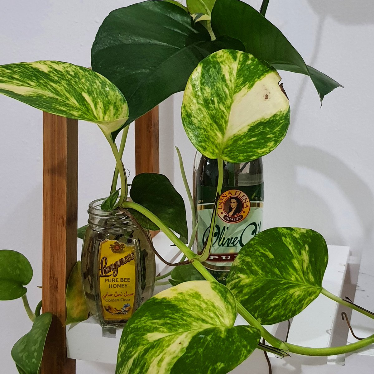 COCOhernandez's tweet image. Malala na ba? Pati Langnese at Doña Elena nataniman ko na. Hehehe

#wfhtips - plants are therapeutic.