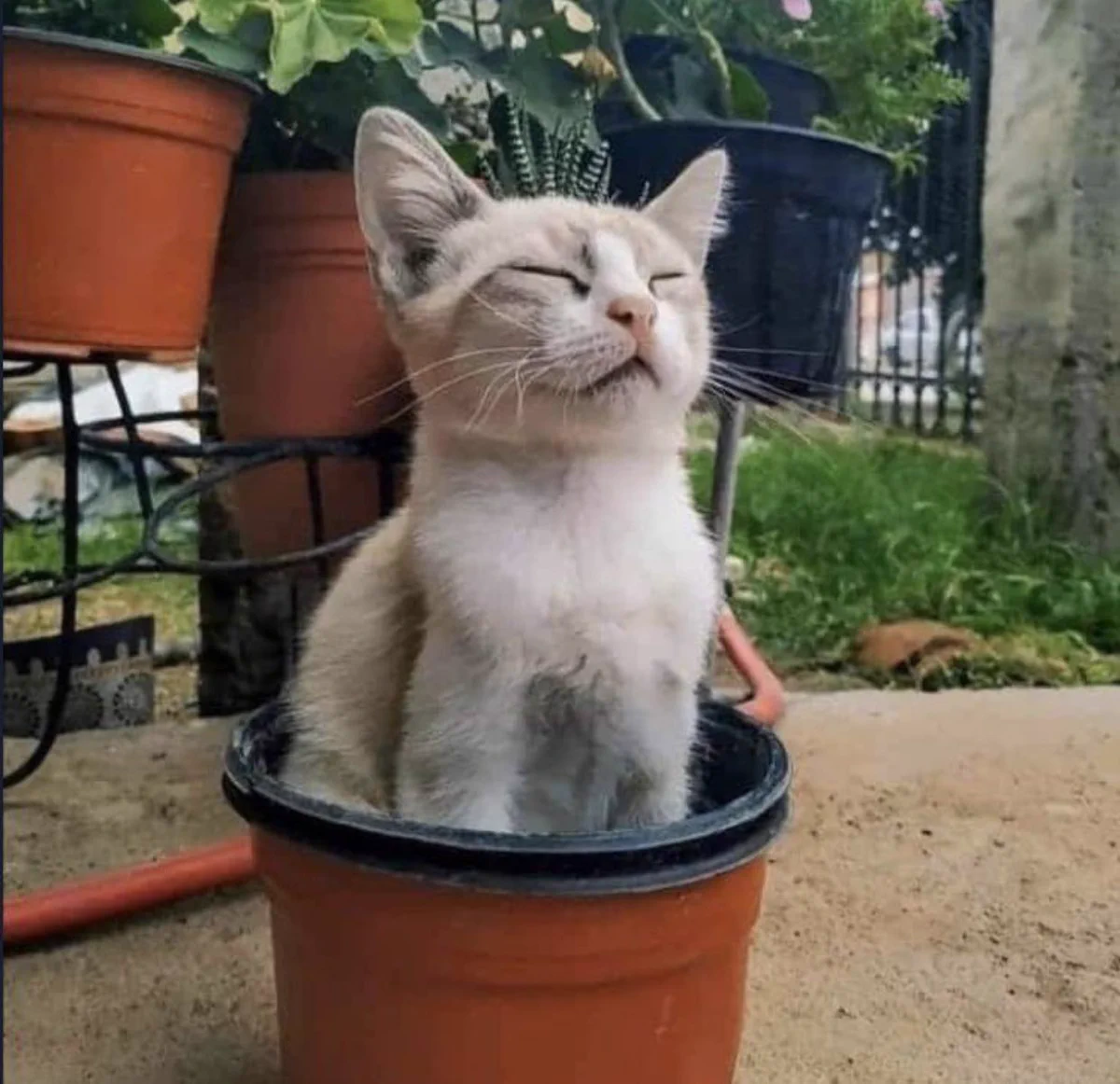 猫が咲く？！咲いている？！植木鉢にすっぽり・・・ｗｗｗ