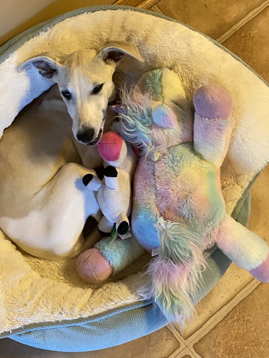 KerryParrishArt's tweet photo. End of week 2 for me- I wish I could just curl up with a unicorn and crash like Sprite the Whippet! #BacktoSchool2021 #spritethewhippet #gettingeasier https://t.co/SN16CXmpsK