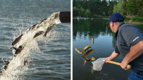 azgfd's tweet image. Some good #FridayFishing news! U.S. Fish and Wildlife Service to continue funding to support Arizona’s sport fish stocking program. Read more at azgfd.com/u-s-fish-and-w… and thanks to everyone who provided their input during the assessment period!