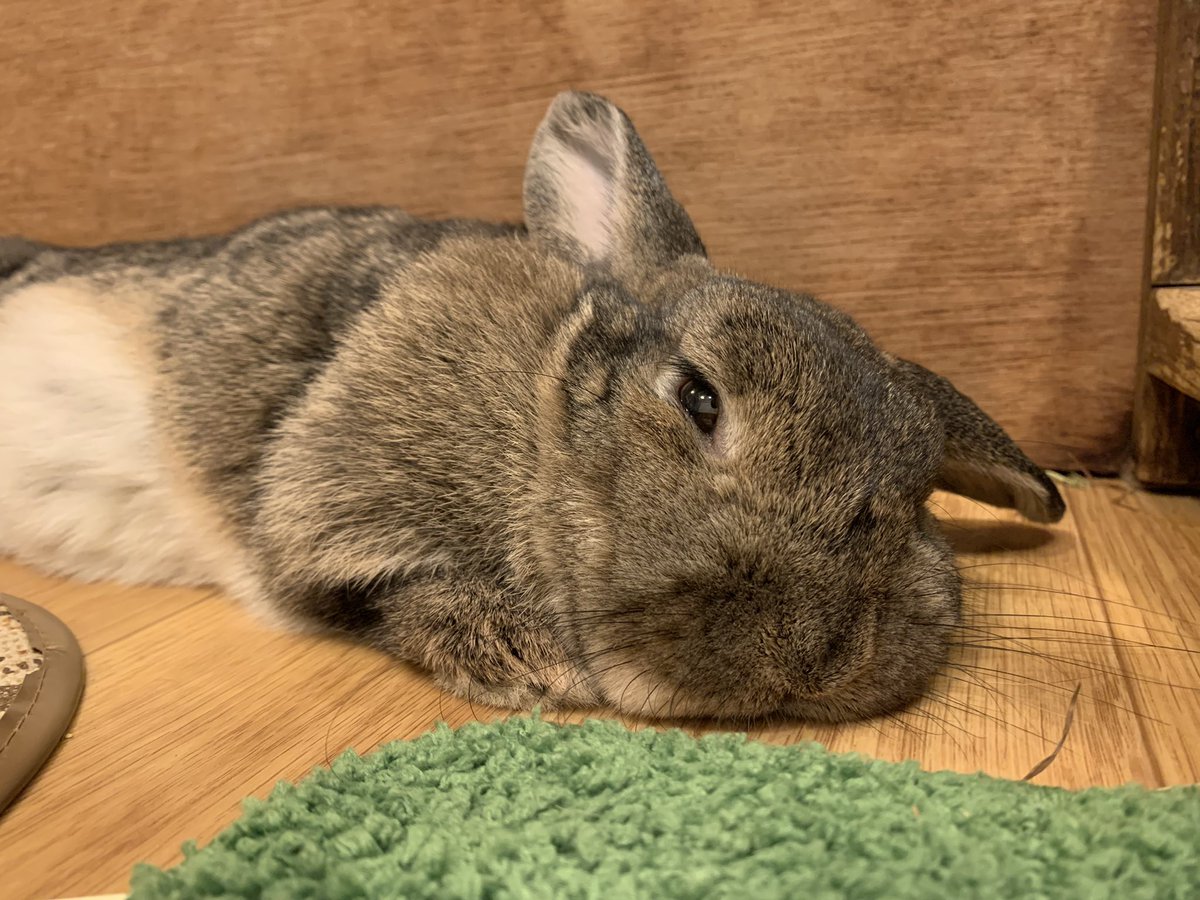 うさぎカフェ もふれる Moff Rell Twitter