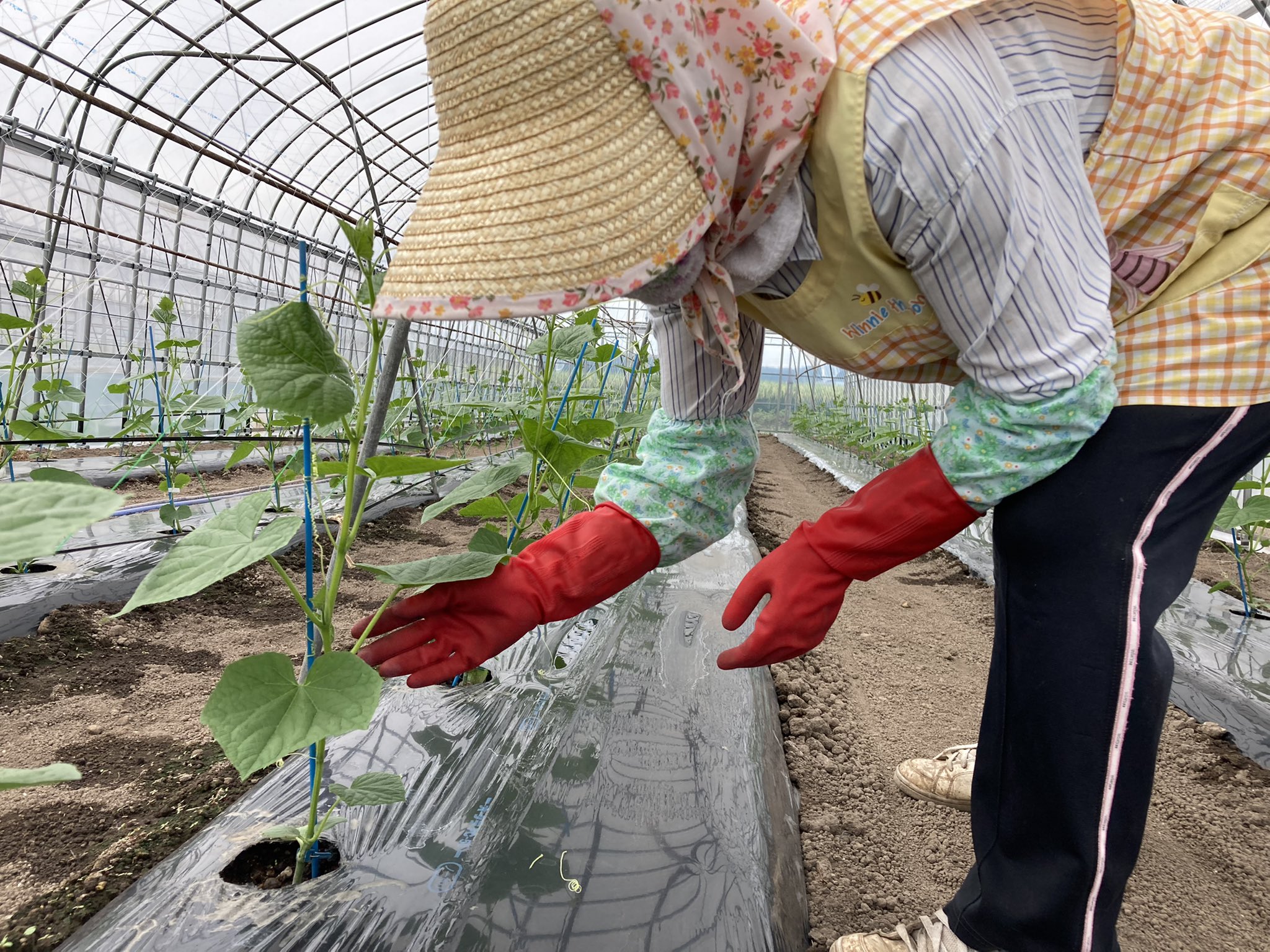 Tweets With Replies By Jaうご 秋田県羽後町 Jaugo Twitter